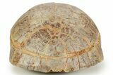 Colorful Inflated Fossil Tortoise (Stylemys) - South Dakota #373008-5